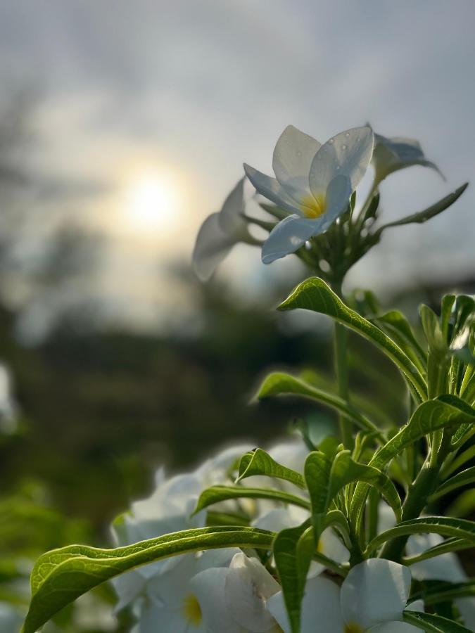 מואלבואל La Plumerias מראה חיצוני תמונה