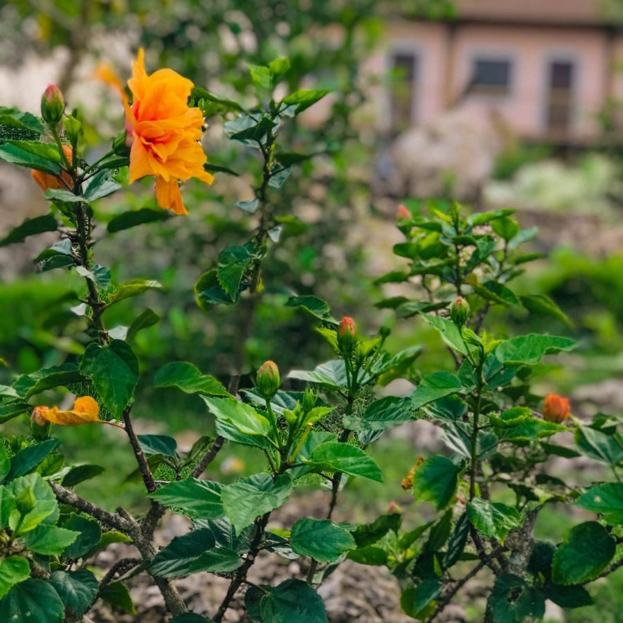 מואלבואל La Plumerias מראה חיצוני תמונה